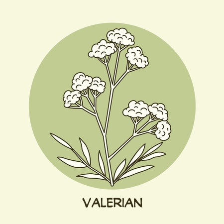 Valerian line art drawing. Best for organic cosmetics, ayurveda, alternative medicine. Vector illustration on light green background.のイラスト素材