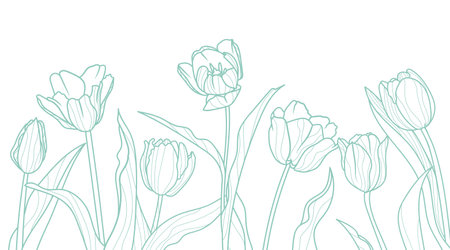 Tulips line art background. Elegance luxury spring design template. Vector floral illustrations isolated on white background.のイラスト素材