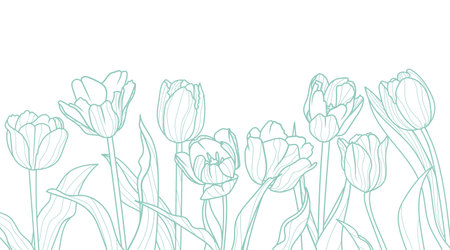Tulips line art background. Elegance luxury spring design template. Vector floral illustrations isolated on white background.のイラスト素材