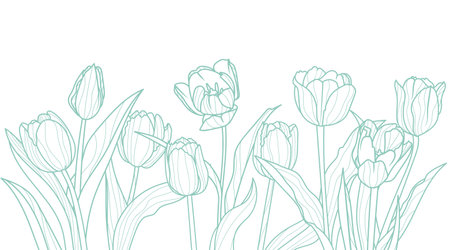 Tulips line art background. Elegance luxury spring design template. Vector floral illustrations isolated on white background.のイラスト素材