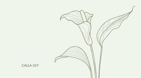 Calla lilliy line art drawing. Minimalistic style exotic flower and leaves bouquet. Best for wedding invitation. Luxury flower illustration.のイラスト素材
