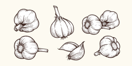 Hand drawn sketch style garlic set. Collection of fresh spiced vegetable, single and bunch. Vector illustration of organic food.のイラスト素材