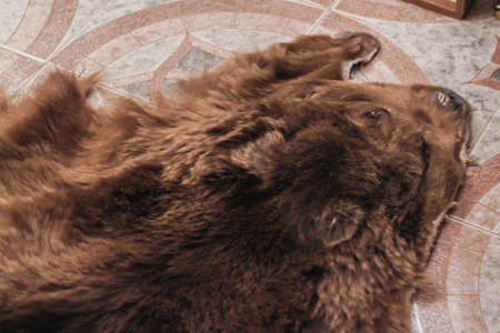 Warm skin of the brown bear on the floor of the roomの写真素材