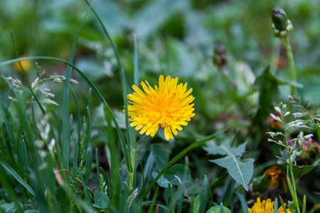 Yellow dandelion closeup in green spring grassのeditorial素材