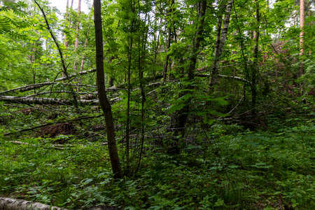 Fallen birches in the spring green forestのeditorial素材