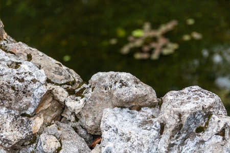 Mountain stone close-up against a background of green treesのeditorial素材