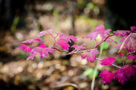 Colours of Autumnの写真素材