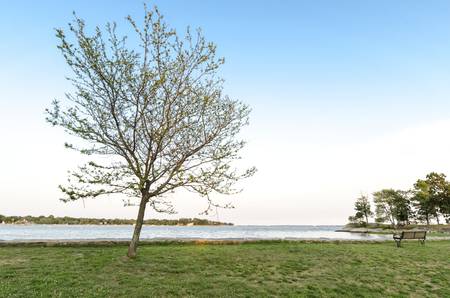 Tree at the Beachの写真素材