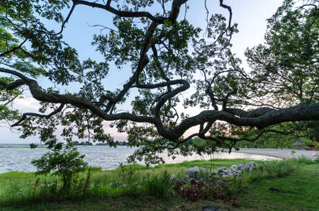 The Bant Treeの写真素材