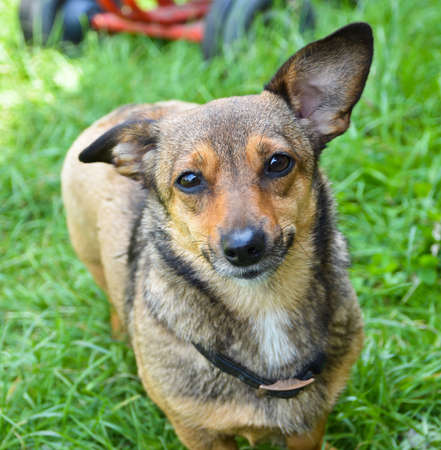 Dog looks in cameraの写真素材