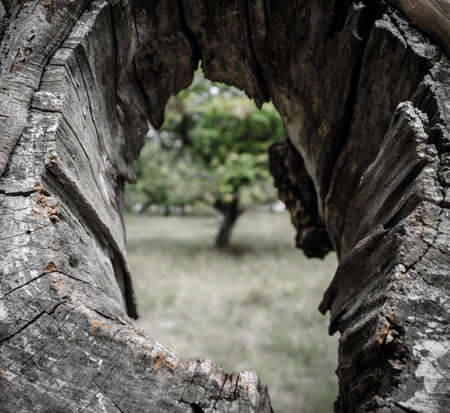 Hole in the treeの写真素材