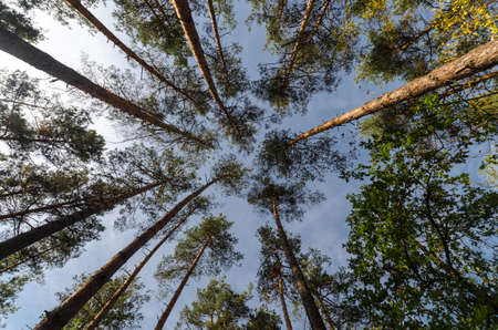 Sky in forestの写真素材