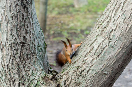 Red Squirrelの写真素材