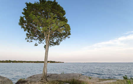 tree on the coast of Connecticutの写真素材