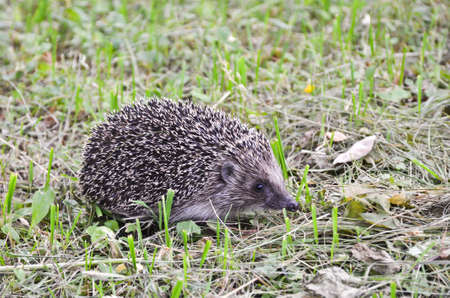 hedgehog on lawnの写真素材