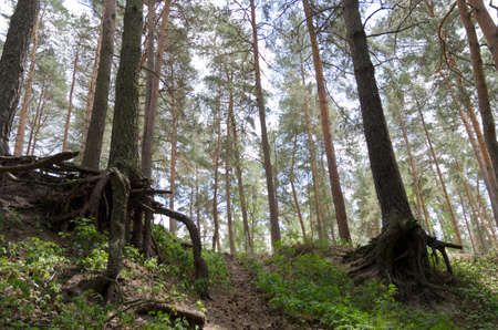 pine roots in forestの写真素材