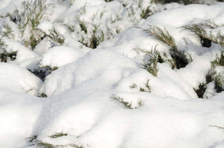 Snowcovered juniperの写真素材