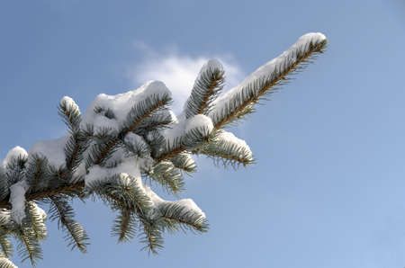 Snow-covered fir branchの写真素材