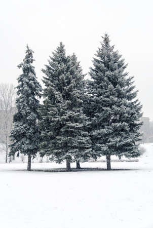 Snow-covered firsの写真素材