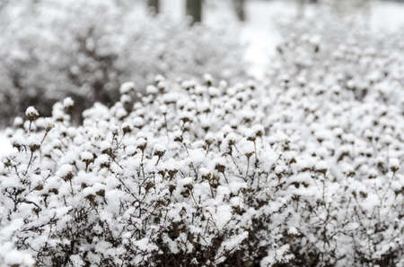 Snow-covered flowersの写真素材