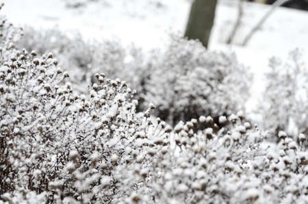 Snow-covered flowersの写真素材