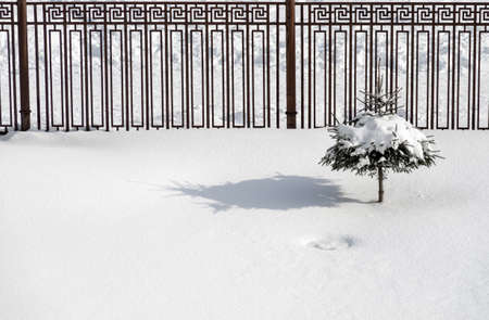 Snow treeの写真素材
