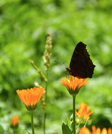 Butterfly on the flowerの写真素材