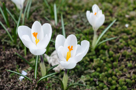 Crocusの写真素材