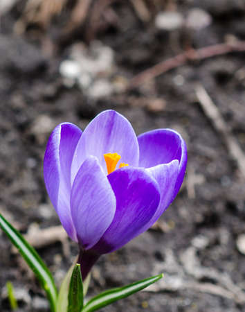 Crocusの写真素材