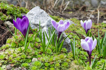Crocusの写真素材