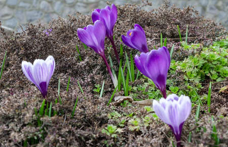 Crocusの写真素材