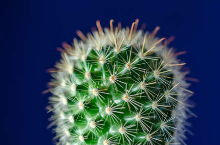 Cactusの写真素材
