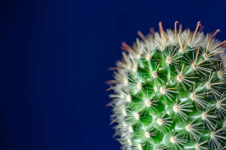 Cactusの写真素材