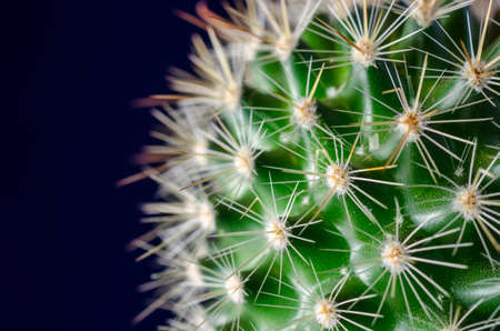 Cactusの写真素材