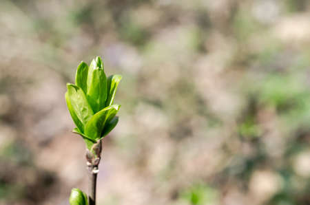 spring budの写真素材