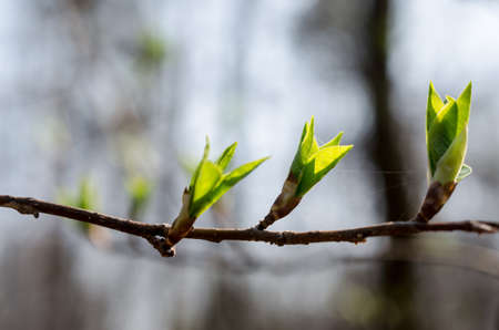 spring budsの写真素材