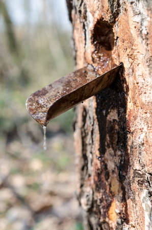 maple syrup collectingの写真素材
