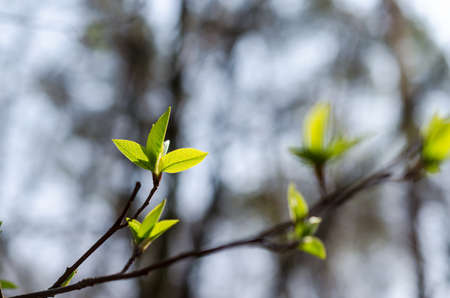 spring budsの写真素材