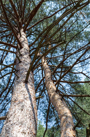 pine