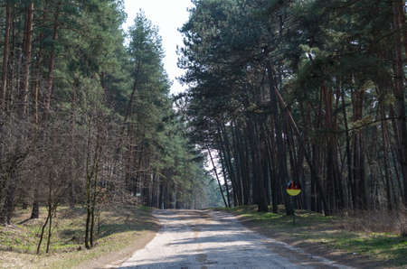 forestの写真素材