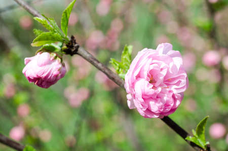 Cherry blossoms - sakuraの写真素材