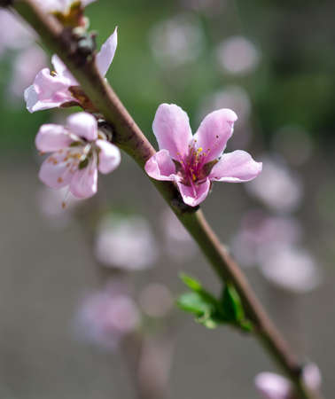 Peach blossomsの写真素材