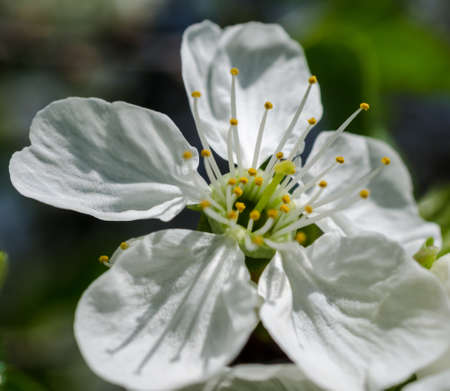 Apple blossomsの写真素材