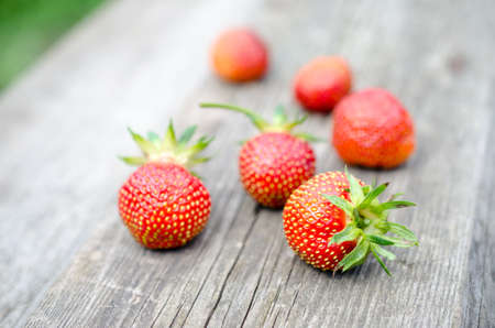 strawberryの写真素材