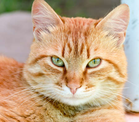 Ginger catの写真素材