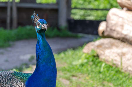 Peacockの写真素材
