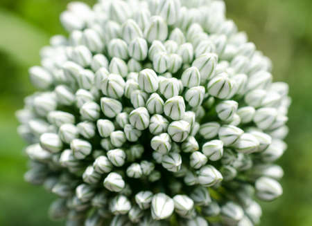 Garlic flowerの写真素材
