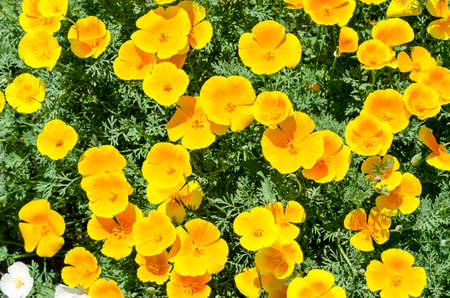 Eschscholzia californicaの写真素材
