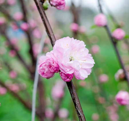Cherry blossomの写真素材