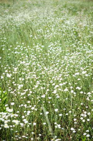 Wildflowersの写真素材